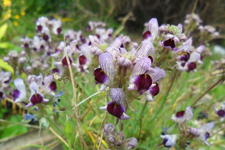 リナリア リップルストーン