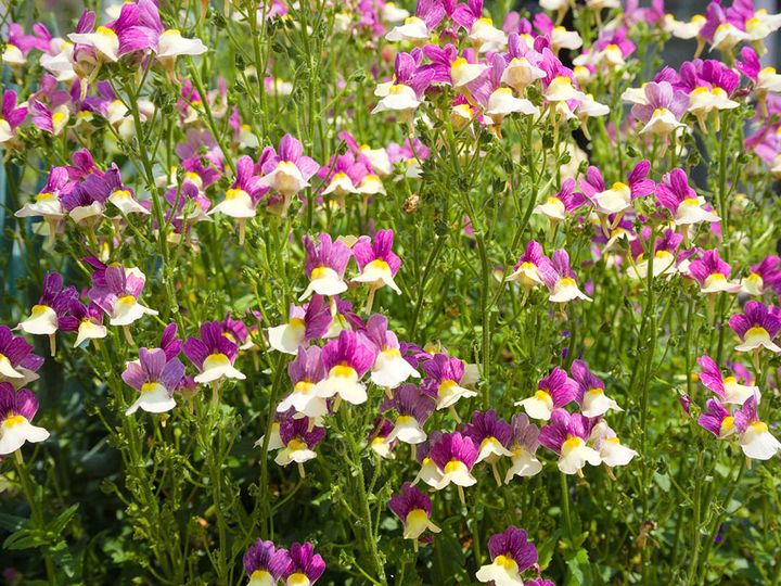 リナリア・マロッカナ