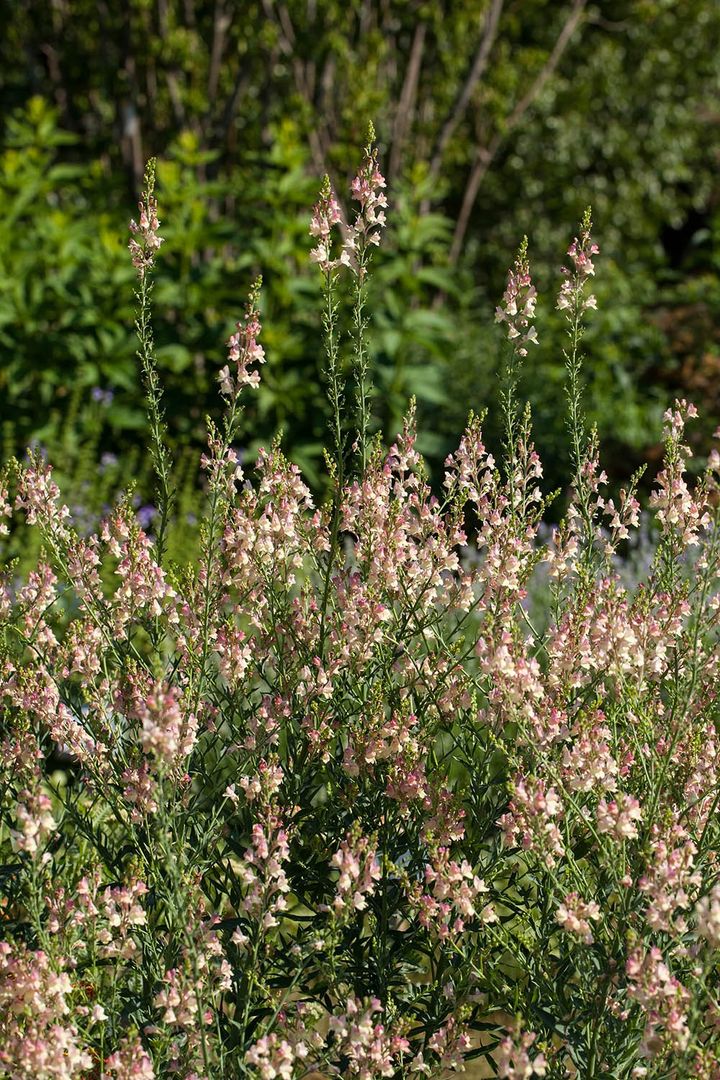 リナリア‘アプリコットチャーム’