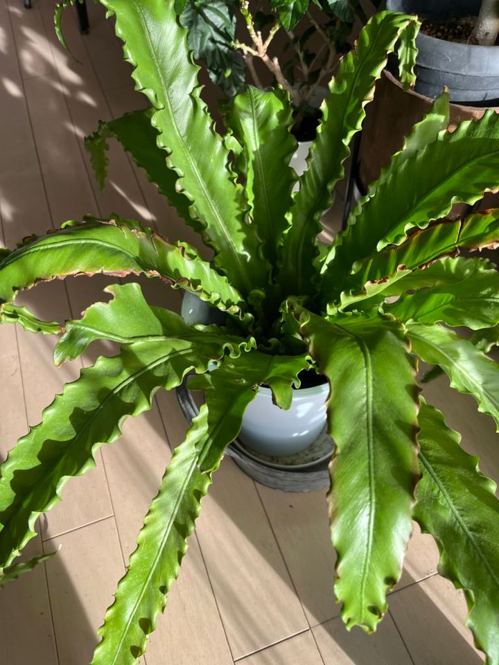 「チリチリ君」とニックネームをつけた植物