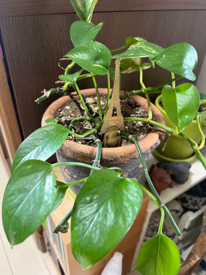 あちこちに飾っているグリーン