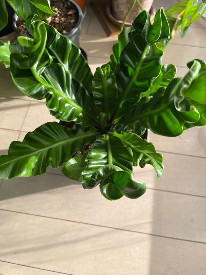 「チヂミ君」とニックネームをつけた植物