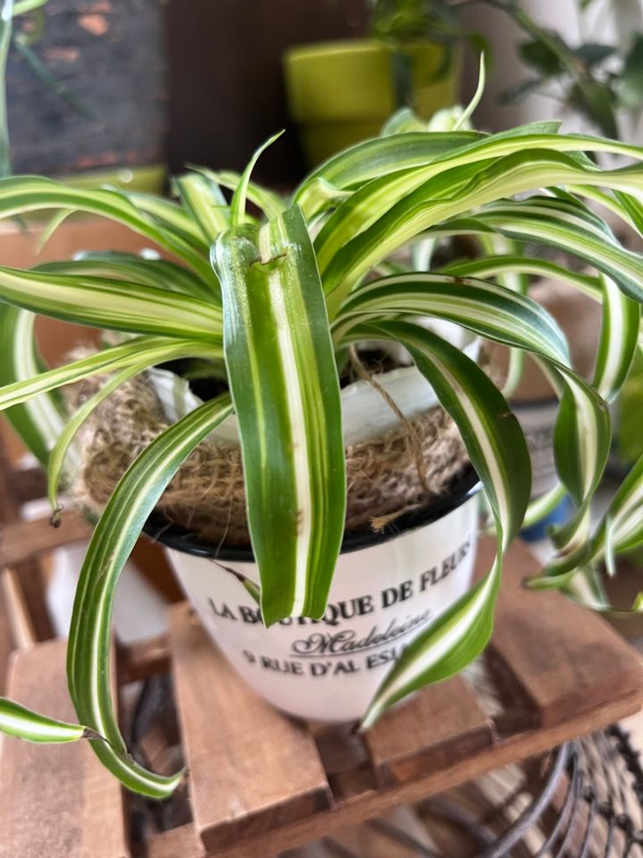 あちこちに飾っているグリーン