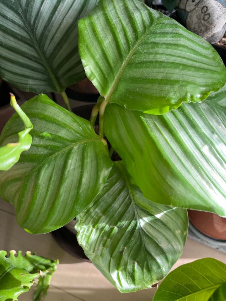 「まん丸ちゃん」とニックネームをつけた植物