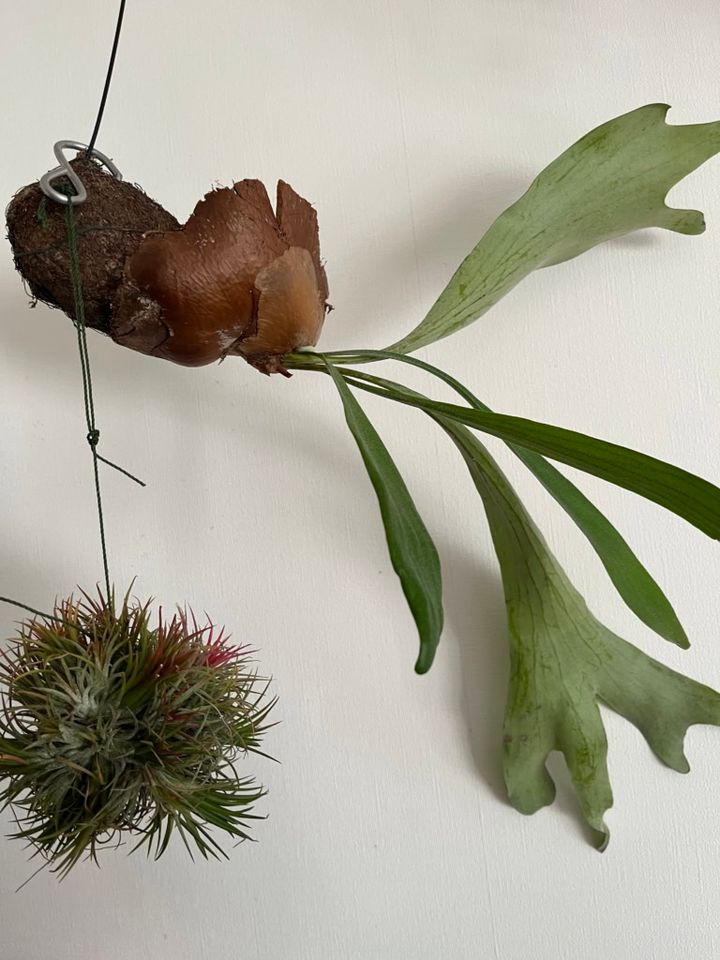 コウモリランと新入りのイオナンタボール