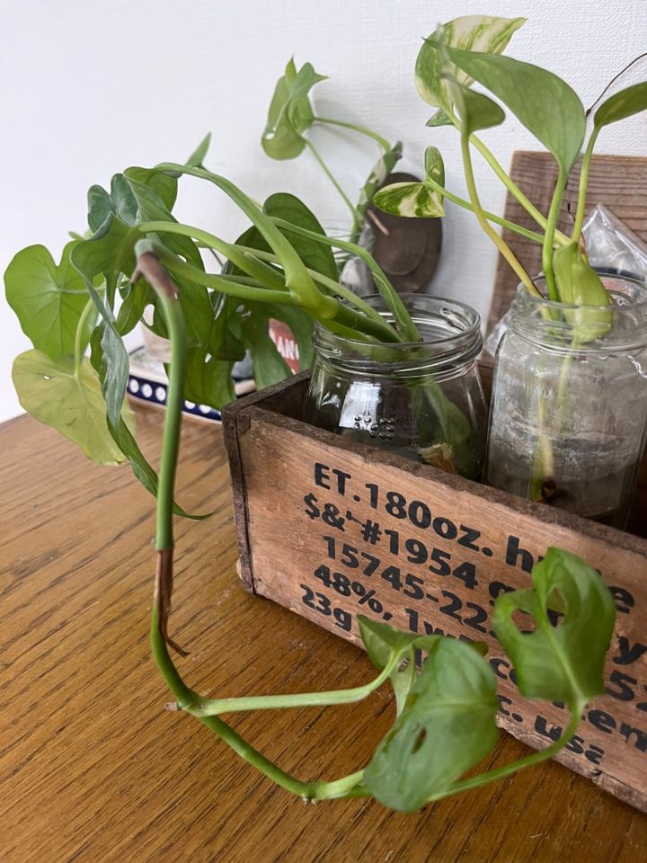 伸び過ぎてカットしたポトスやモンステラなどの葉を、ビンやコップに挿して楽しむ