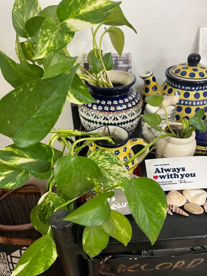 伸び過ぎてカットしたポトスやモンステラなどの葉を、ビンやコップに挿して楽しむ