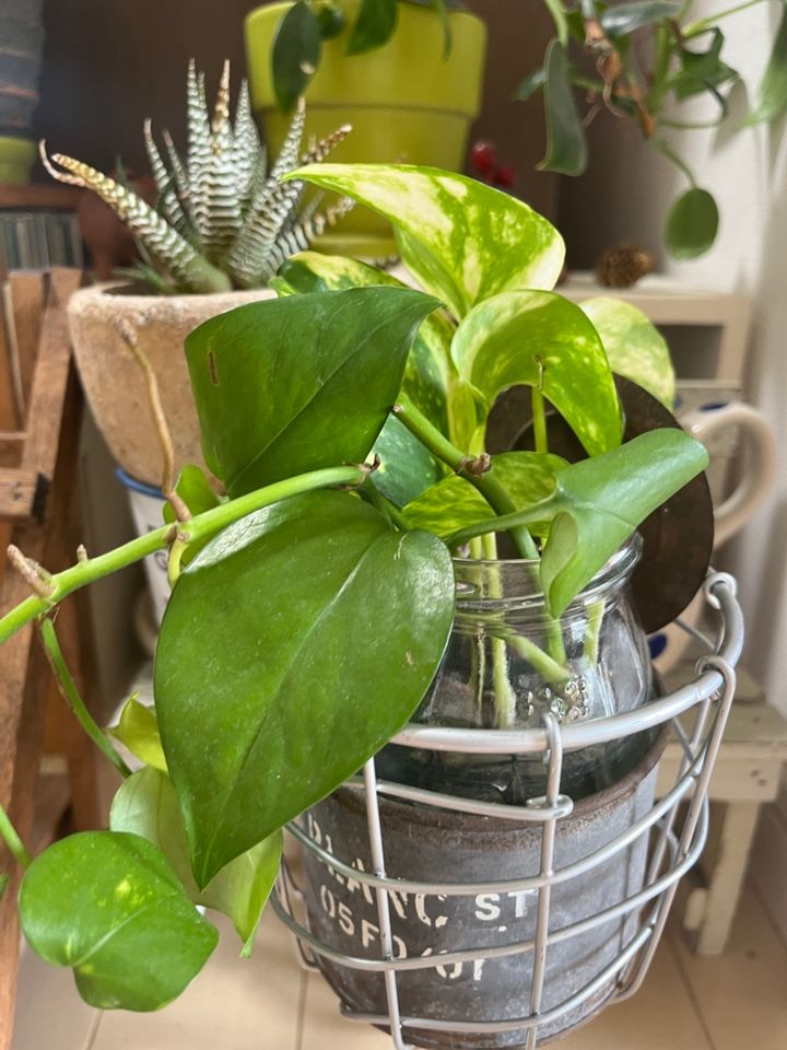 伸び過ぎてカットしたポトスやモンステラなどの葉を、ビンやコップに挿して楽しむ