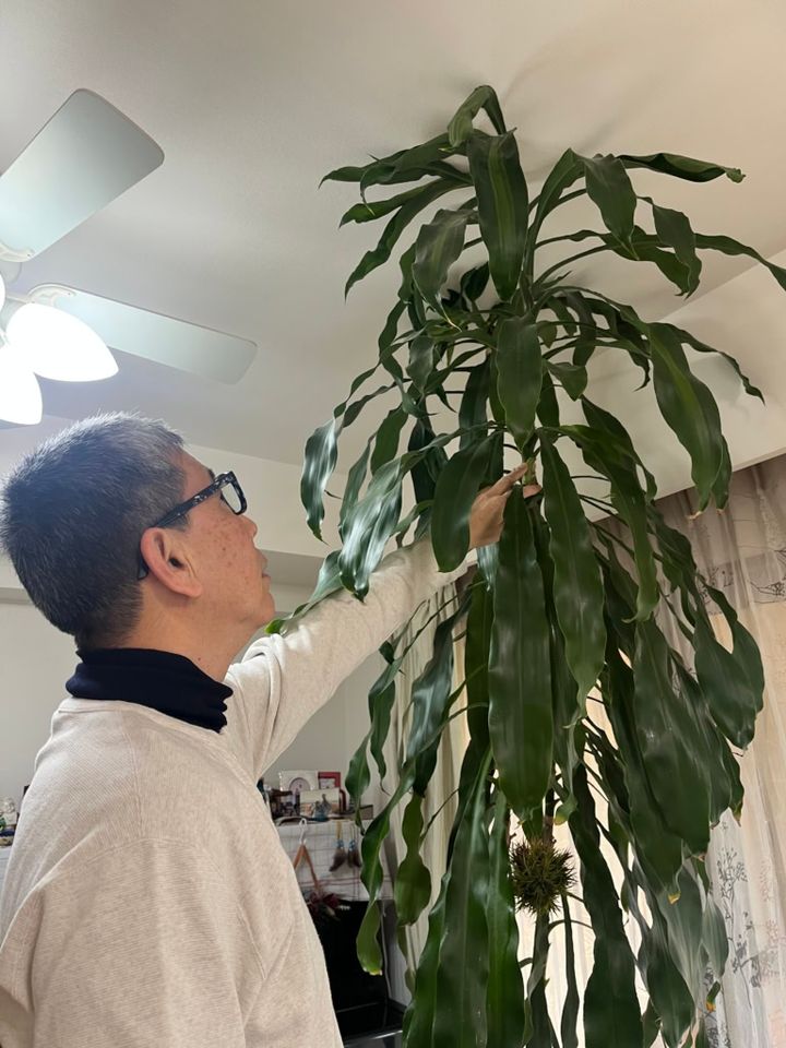 幸福の木「ドラセナ」