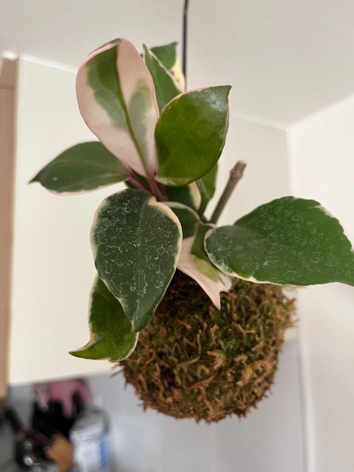 吊るしている植物