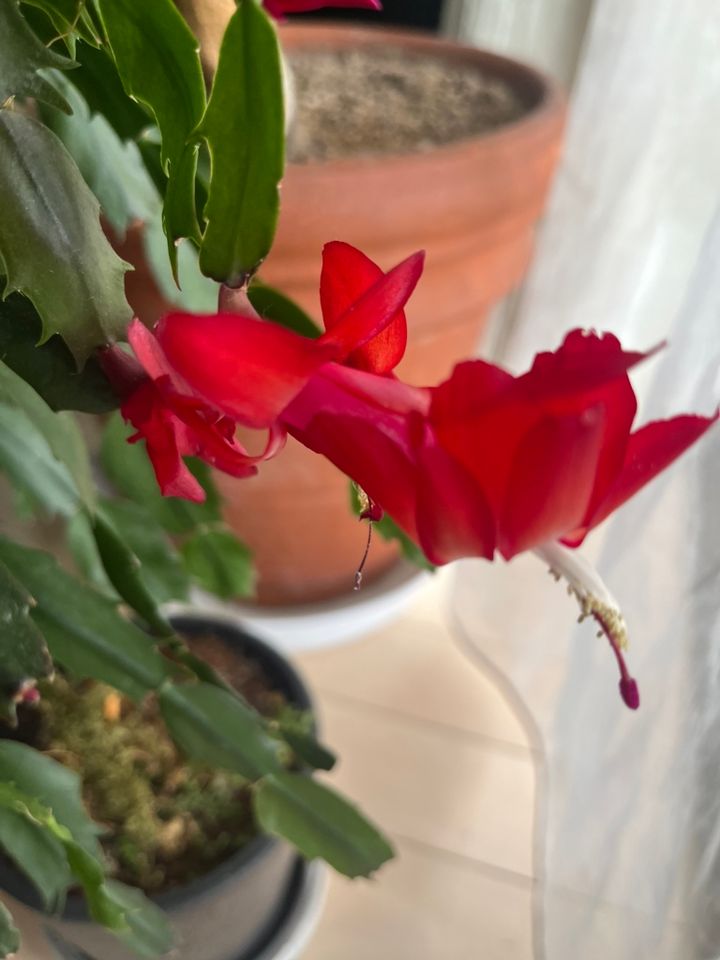 カニサボテンの花