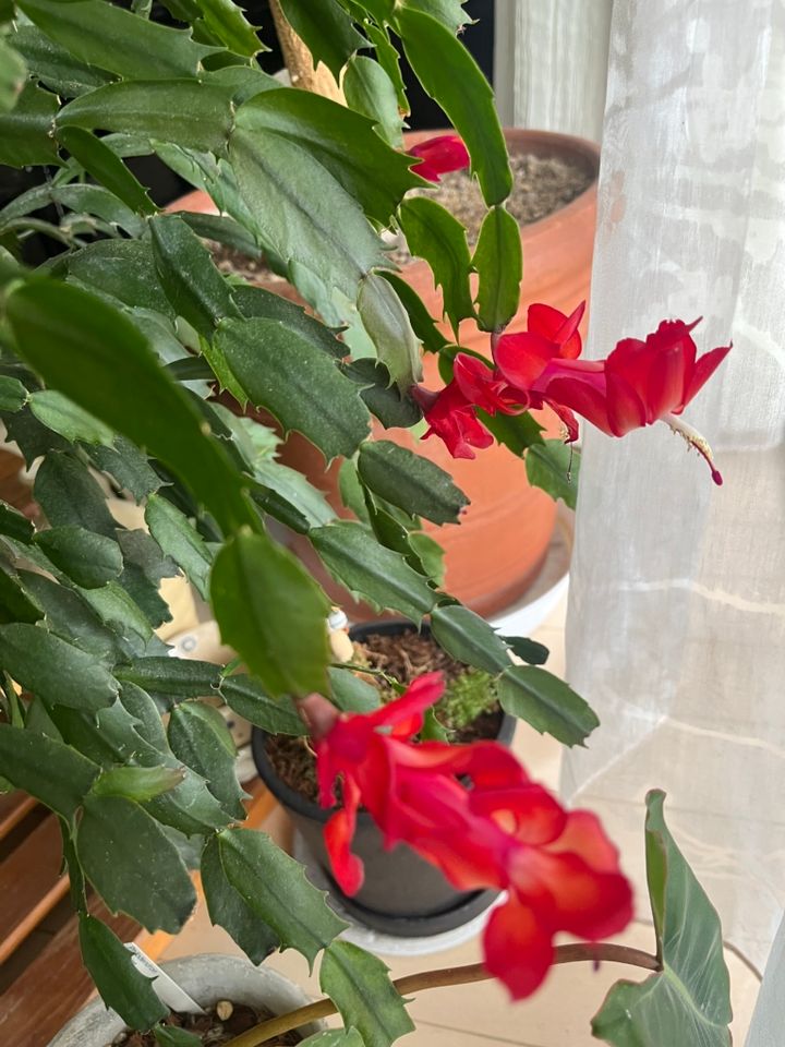 カニサボテンの花