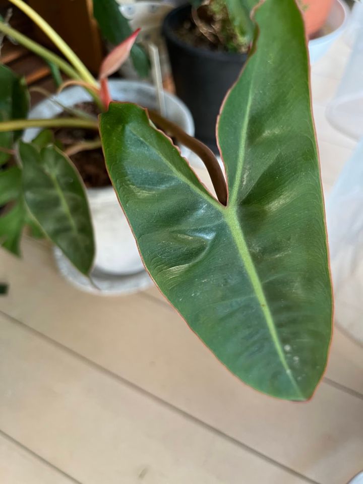 「キツネ君」とニックネームをつけた植物