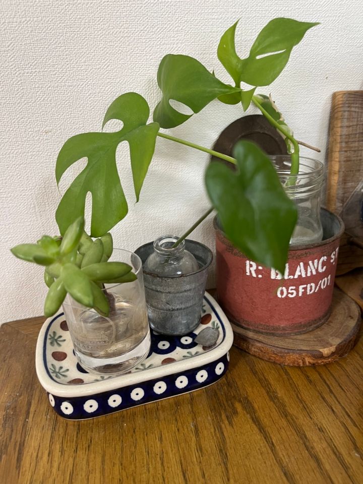 伸び過ぎてカットしたポトスやモンステラなどの葉を、ビンやコップに挿して楽しむ