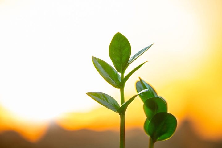 東 良縁を引き寄せる 観葉植物