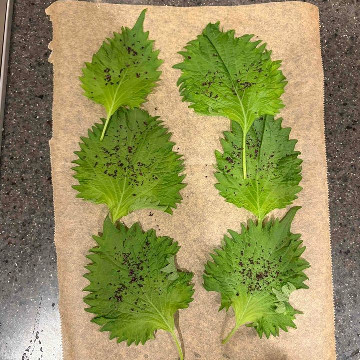 大葉の上にゆかりをかけたところ