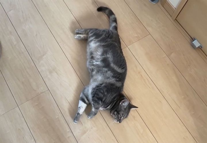 帰宅してドアを開けた途端…