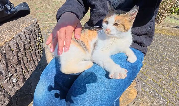 膝の上に座る練習をする子猫