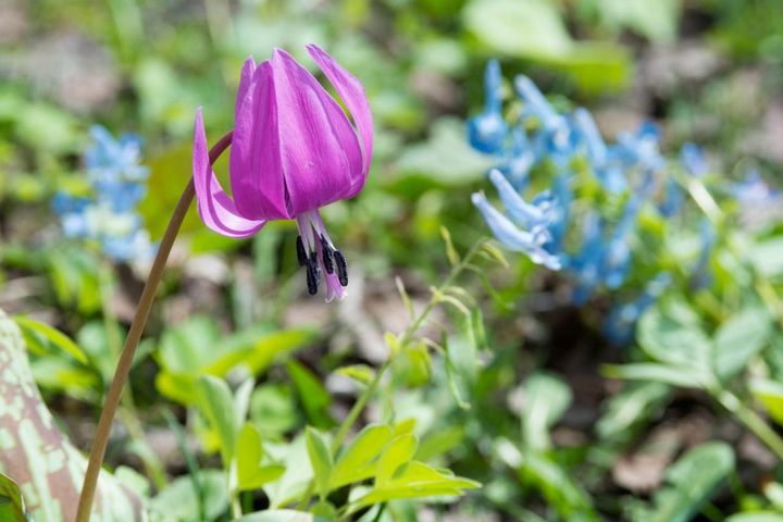 春の妖精を咲かせたい！スプリング・エフェメラル8選【毎年彩る多年草】