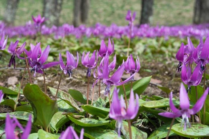 自生地で群生するさまが見事なカタクリ。