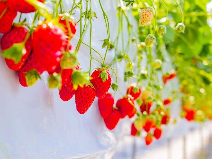 All About ニュース編集部が全国250人を対象に実施した「いちご狩りに関するアンケート」の調査結果から、好き＆行ってみたい「千葉県のいちご狩りスポット」ランキングを発表！ 2位「富津アクアファーム」を抑えた1位は？