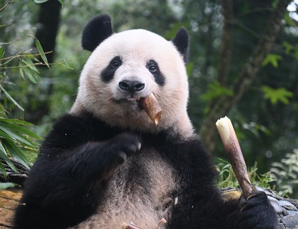 “上野パンダ愛”を語り合う「パンダサミット」オンライン開催！写真・エピソードも募集