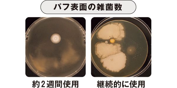 パフ表面の雑菌数 約２週間使用／継続的に使用