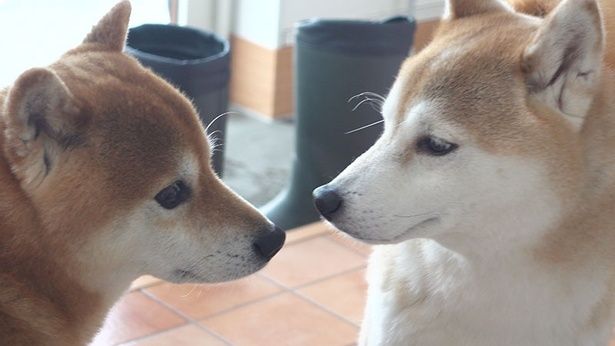 はちくんの家で、柴犬まみれのお泊まり会開催！