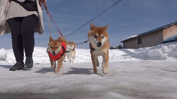 雪が溶けて、だいぶ歩きやすくなった様子