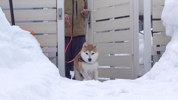 Qちゃんが来た！