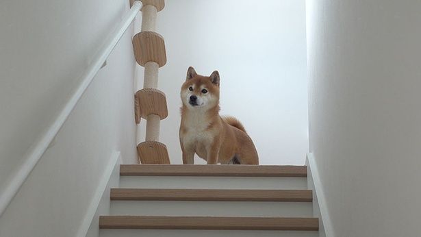 おもむろに2階へ行くはちくん