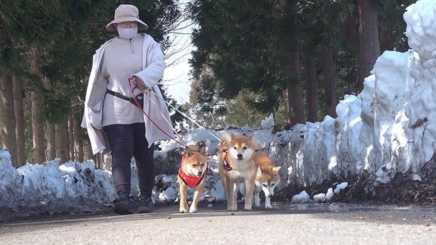 柴犬3匹でお散歩！