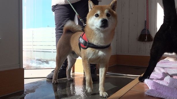 「ただいま！」とはちくん