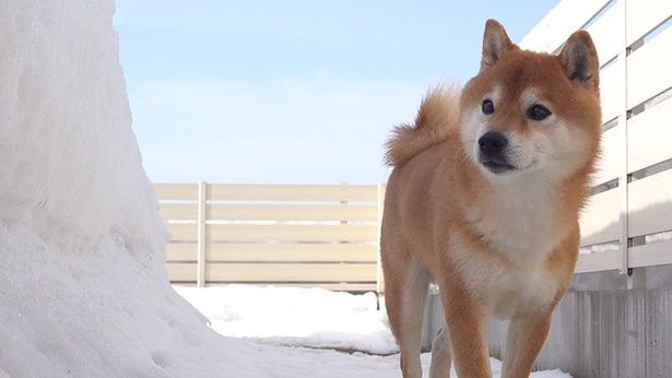 離れてそっと様子を窺うはちくん