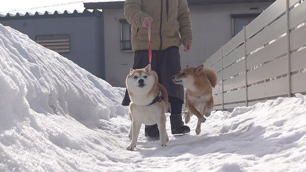 いちごが先にQちゃんのもとへ
