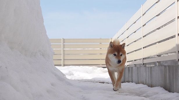 お出迎えに出遅れたはちくん