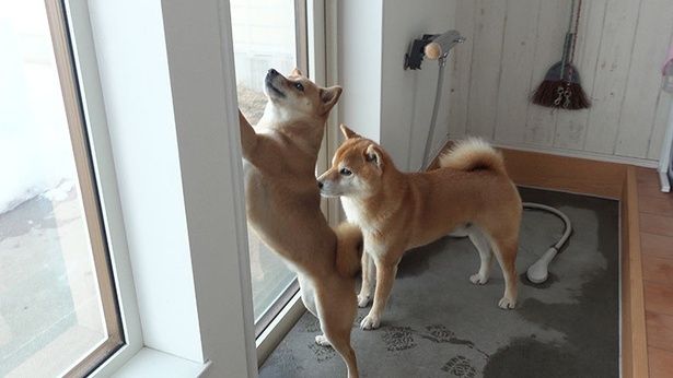 Qちゃんのお出迎えに行きたいはちくんと妹柴のいちご