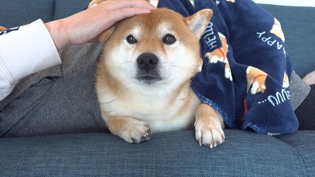 パパさんの足の下でくつろぐはちくん