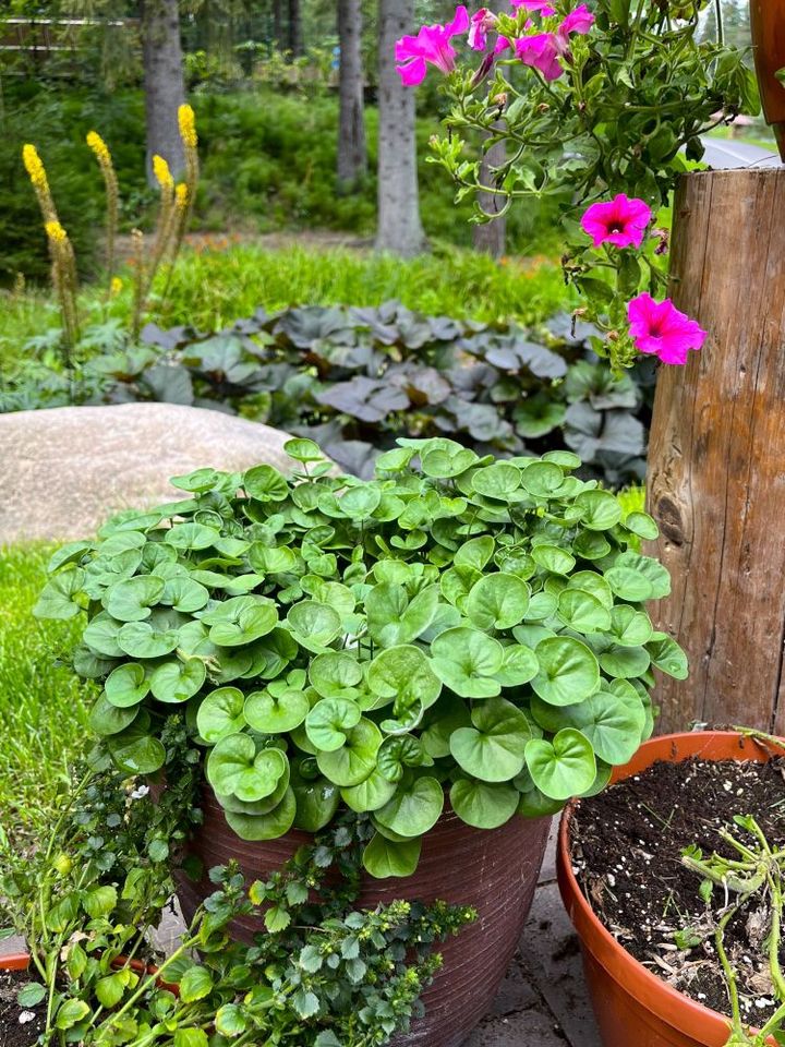 ディコンドラ エメラルドフォール