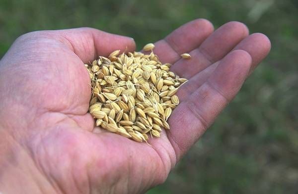 一粒万倍日ってどんな日？