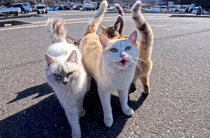 集まってきた猫達