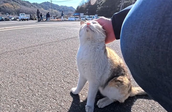 撫でられる猫
