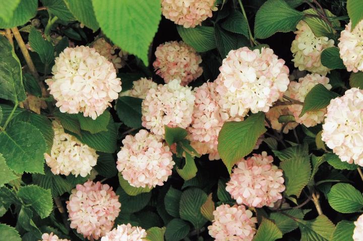 3月6日の花とは？【366日の誕生花と幸せの花言葉】