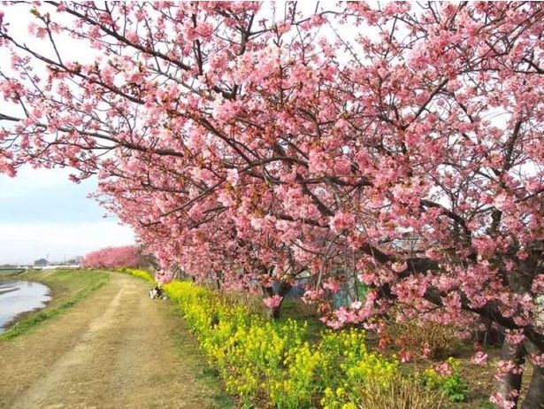 小出川を散策しながら河津桜の美しさを堪能できる/小出川沿いの河津桜 画像提供：三山静雄氏