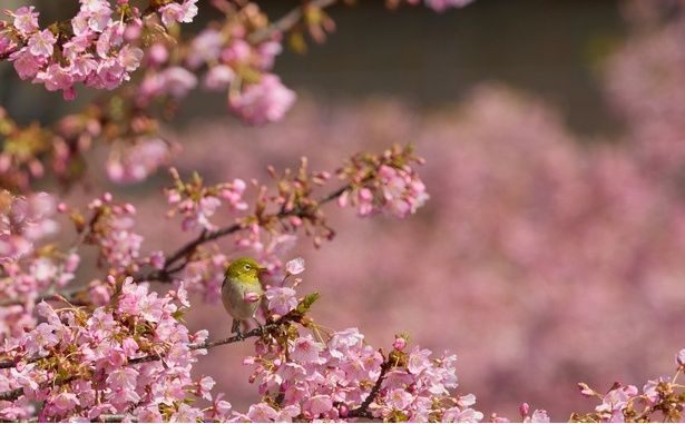 早咲き桜として人気の河津桜(写真は松戸宿坂川の河津桜) 画像提供：松戸市観光協会