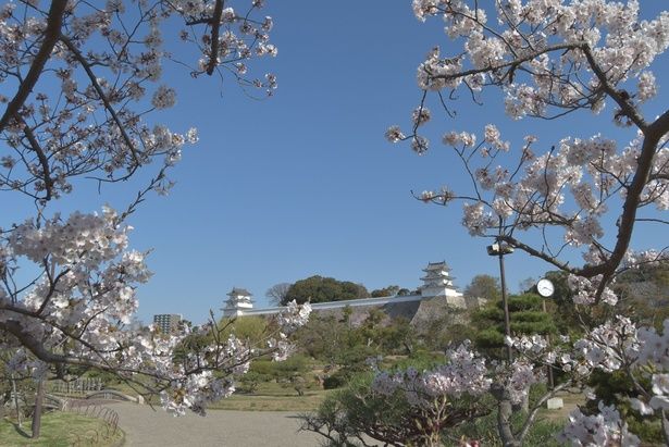 標本木から両櫓を望む風景/明石公園の桜 画像提供：兵庫県立明石公園