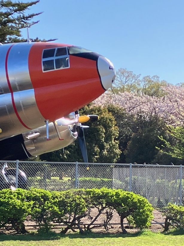 桜とともに、設置された飛行機も見もの/所沢航空記念公園の桜 画像提供：所沢航空記念公園