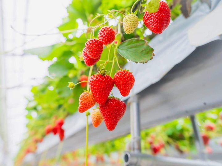 All About ニュース編集部が全国250人を対象に実施した「いちご狩りに関するアンケート」の調査結果から、好き＆行ってみたい「神奈川県のいちご狩りスポット」ランキングを発表！ 2位「鎌倉観光いちご園」を抑えた1位は？