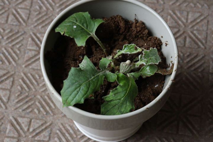 ダイソーの底面給水ポット（ベーシック）の使用例