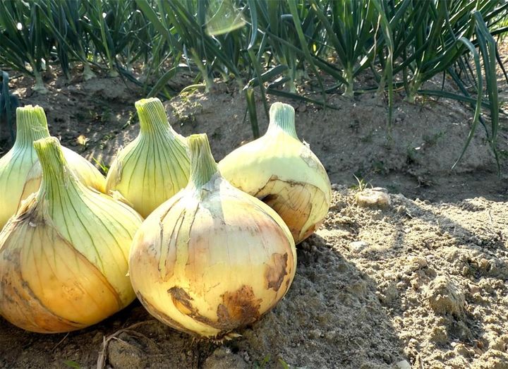 「ド田舎の小さな無人販売所 淡路島野菜」が作るタマネギ